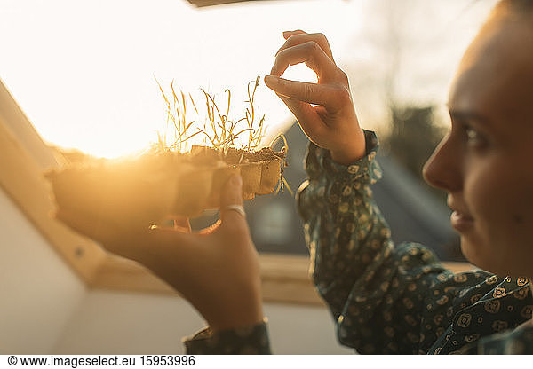 Junge Frau hält Spinatpflanze am Fenster im Gegenlicht