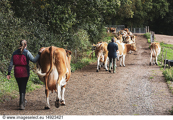 Junge Frau treibt eine Herde Guernsey-Kühe entlang einer Landstraße.