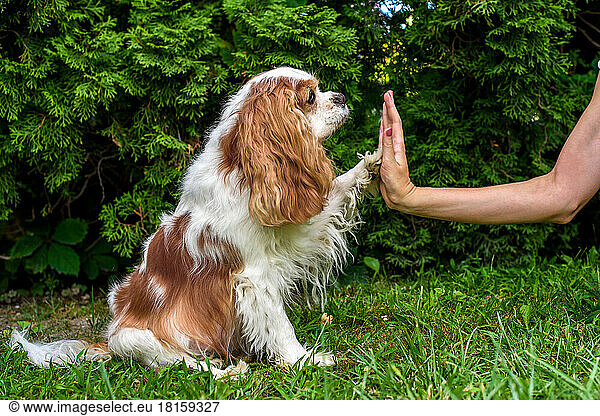 Junge Frau unterrichtet ihren Hund Cavalier im Freien. Hallo Fünf!