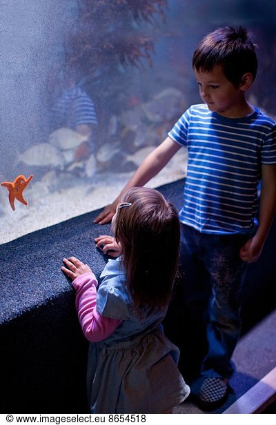 Junge Geschwister beim Anblick von Seesternen im Aquarium