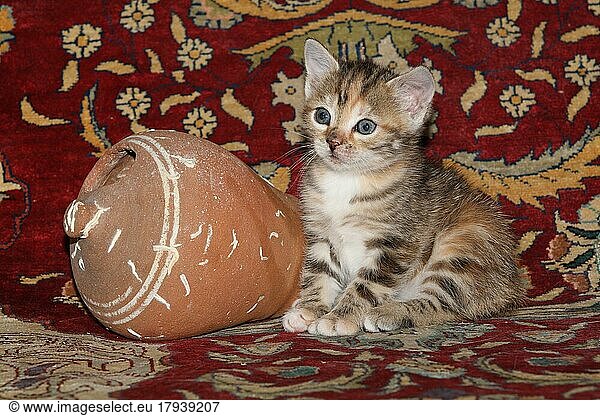 Junge Hauskatze mit Vase