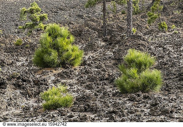 Junge Kanarische Kiefern (Pinus canariensis) auf einem Lavafeld  La Palma  Kanaren  Kanarische Inseln  Spanien  Europa