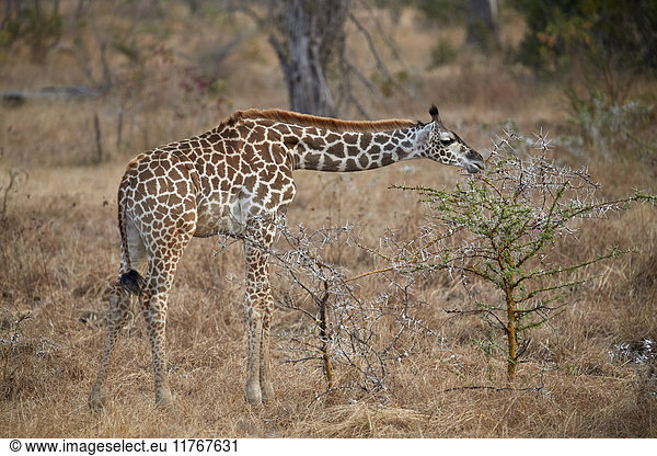 Junge Masai-Giraffe (Giraffa camelopardalis tippelskirchi) bei der Fütterung  Selous-Wildreservat  Tansania  Ostafrika  Afrika