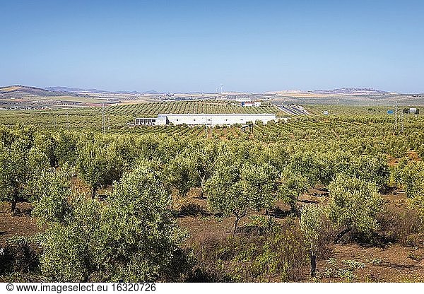 Junge Olivenbäume und Ackerland bei Aguadulce  Provinz Sevilla  Andalusien  Südspanien.