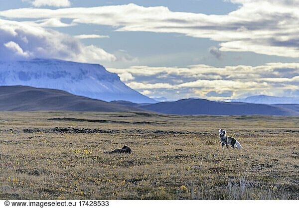 Junge Polarfüchse (Vulpes lagopus) dahinter die Herðubreið  Möðrudalur  Austurland  Island  Europa