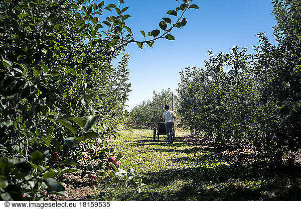 Junge schiebt Wagen mit Äpfeln im Obstgarten an einem Herbsttag.