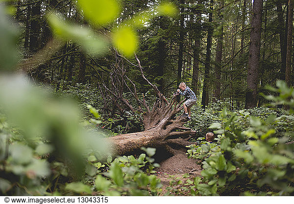 Junge sieht Bruder an  der auf Wurzeln an umgefallenem Baumstamm im Wald klettert