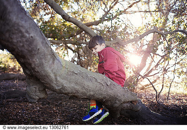 Junge sitzt auf Baumstamm im Wald