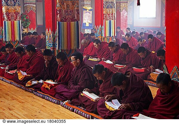 Junge tibetische Mönche sagen Mantras und meditieren in der Dzogchen Gompa  dem Deogchen Kloster in der Nähe von Zhuqing  Provinz Sichuan  China  Asien