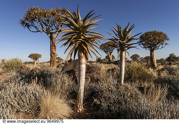 Junge und alte Köcherbäume (Aloe dichotoma) im Köcherbaumwald,  bei Keetmanshoop,  Namibia,  Afrika