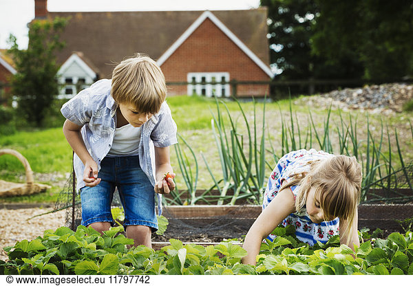 Junge und Mädchen stehen an einem Gemüsebeet in einem Garten und pflücken Gemüse.