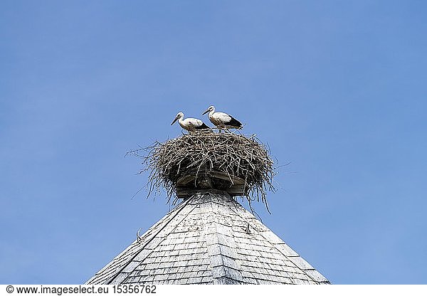 Junge Weißstörche (Ciconia ciconia) im Nest auf dem Dach eines Wasserturms im Dorf Rühstädt, Europäisches Storchendorf, Prignitz, Brandenburg, Deutschland, Europa