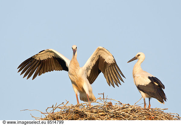 Junge Weißstörche (Ciconia ciconia) Flugübungen im Nest Hessen Deutschland