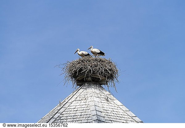 Junge Weißstörche (Ciconia ciconia) im Nest auf dem Dach eines Wasserturms im Dorf Rühstädt  Europäisches Storchendorf  Prignitz  Brandenburg  Deutschland  Europa