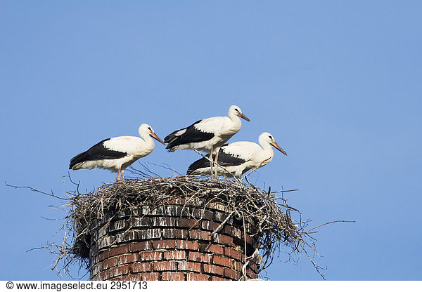 Junge Weißstörche (Ciconia ciconia) im Nest Deutschland