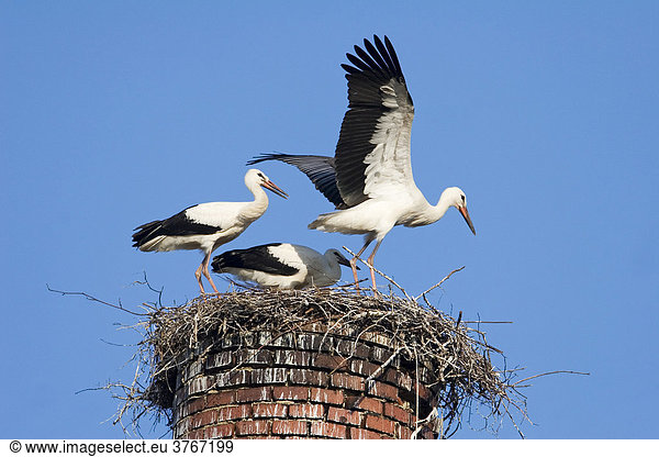 Junge Weißstörche (Ciconia ciconia) machen Flugübungen im Nest  Deutschland