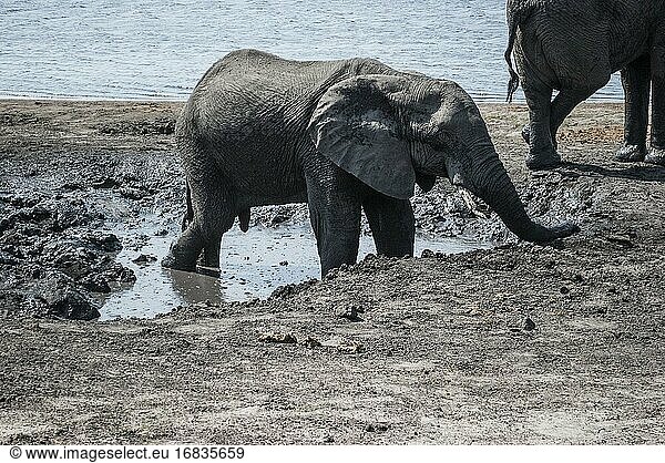 Junger afrikanischer Elefant (Loxodonta) bei einem Schlammbad am Chobe-Fluss. Der Chobe-Nationalpark beherbergt die größte Konzentration von Elefanten in Afrika. Botswana  Afrika.