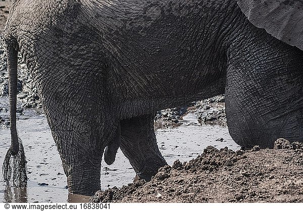 Junger afrikanischer Elefant (Loxodonta)  der aus einer Schlammgrube klettert. Teleobjektiv. Chobe-Nationalpark. Botswana  Afrika.