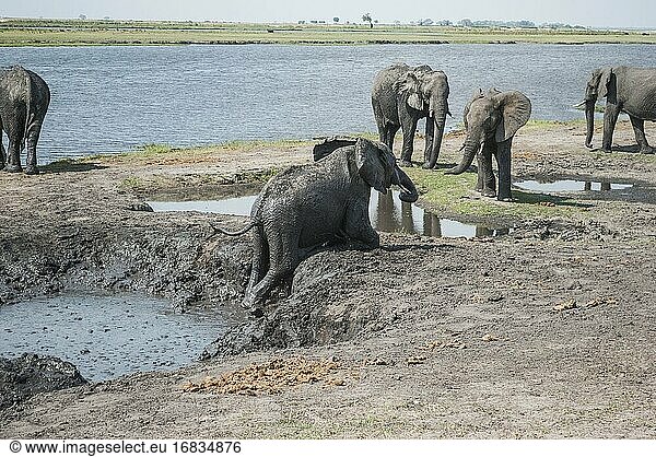 Junger afrikanischer Elefant (Loxodonta)  der Schwierigkeiten hat  aus einer Schlammgrube zu klettern. Chobe-Nationalpark  Heimat der größten Elefantenkonzentration in Afrika. Botswana  Afrika.