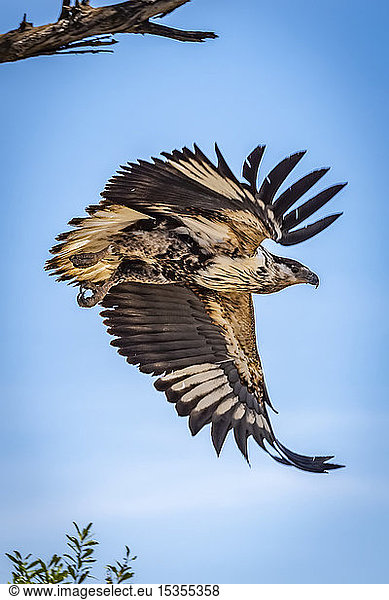Junger afrikanischer Fischadler (Haliaeetus vocifer) fliegt vom Baum  Serengeti; Tansania