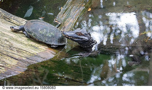 Junger amerikanischer Alligator (Alligator mississippiensis) mit Schildkröte  in Gefangenschaft  St. Augustine Alligator Farm Zoological Park  St. Augustine  Florida  USA  Nordamerika