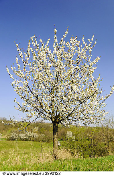 Junger  blühender Kirschbaum (Prunus avium)  Weinviertel  Niederösterreich  Österreich  Europa