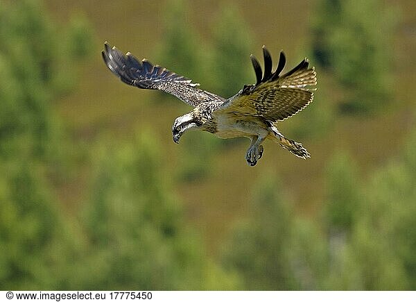 Junger Fischadler (Pandion haliaetus) im Flug  schwebend  Schottland  Großbritannien  Europa