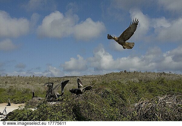 Junger Galapagos-Falke nistender Brauner Pelikan auf der Insel Santa Fe