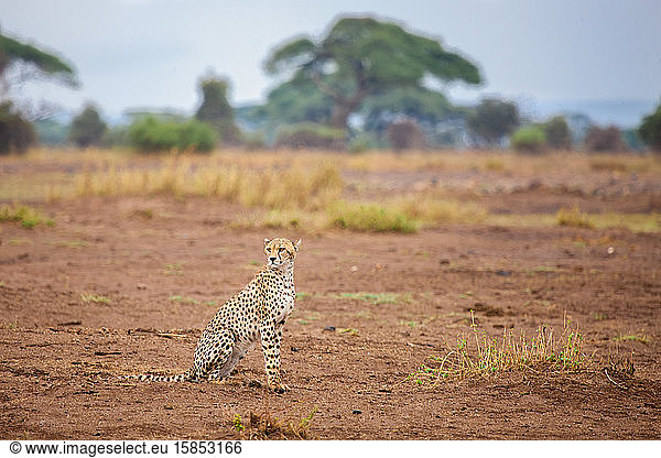Junger Gepard sitzt in der Savanne  Safari in Kenia