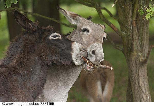 Junger Hausesel (Equus asinus asinus)  zwei Hengste kauen auf einem Stock  Naturschutzgebiet Wahner Heide  Nordrhein-Westfalen  Deutschland  Europa