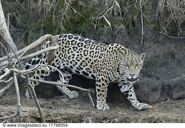 Junger Jaguar (Panthera onca) auf der Pirsch am Flussufer  Fluss Cuiaba  Pantanal  Bundesstaat Mato Grosso  Brasilien  Südamerika