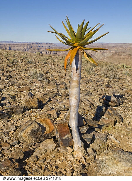 Junger Köcherbaum (Aloe dichotoma) am Fish River Canyon  Namibia  Afrika