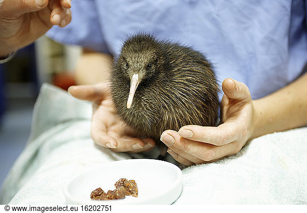 Junger Kiwi-Vogel  der in einer Auffangstation gepflegt wird  Auckland  Neuseeland