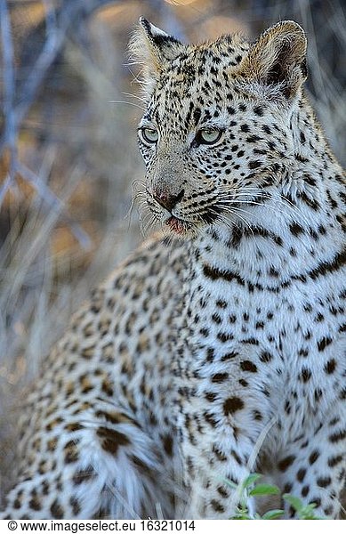 Junger Leopard (Panthera pardus) mit den schönsten Augen. Zentrale Kalahari. Botswana.