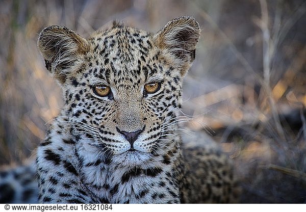 Junger Leopard (Panthera pardus) mit den schönsten Augen. Zentrale Kalahari. Botswana.