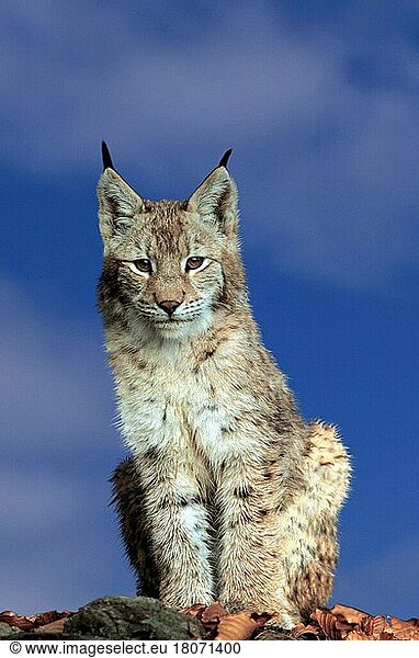 Junger Luchs (Lynx lynx) (Tiere) (außen) (outdoor) (frontal) (head-on) (von vorne) (Europa) (aufmerksam) (alert) (sitzen) (sitting) (adult) (Säugetiere) (mammals) (Raubtiere) (beasts of prey) (Katzenartige)