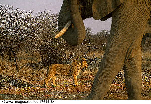 Junger männlicher afrikanischer Löwe und afrikanischer Elefant in unmittelbarer Nähe.