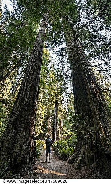 Junger Mann auf einem Wanderweg durch Wald mit Küstenmammutbäumen (Sequoia sempervirens) und Farnen  dichte Vegetation  Jedediah Smith Redwoods State Park  Simpson-Reed Trail  Kalifornien  USA  Nordamerika