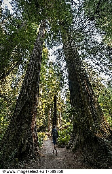 Junger Mann auf einem Wanderweg durch Wald mit Küstenmammutbäumen (Sequoia sempervirens) und Farnen  dichte Vegetation  Jedediah Smith Redwoods State Park  Simpson-Reed Trail  Kalifornien  USA  Nordamerika