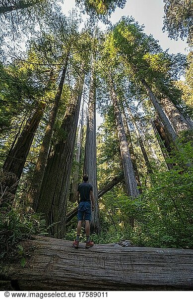 Junger Mann steht auf einem umgefallen Mammutbaum  Küstenmammutbäume (Sequoia sempervirens)  Wald mit Farnen und dichter Vegetation  Jedediah Smith Redwoods State Park  Simpson-Reed Trail  Kalifornien  USA  Nordamerika