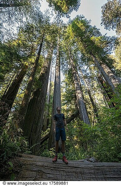 Junger Mann steht auf einem umgefallenen Mammutbaum  Küstenmammutbäume (Sequoia sempervirens)  Wald mit Farnen und dichter Vegetation  Jedediah Smith Redwoods State Park  Simpson-Reed Trail  Kalifornien  USA  Nordamerika