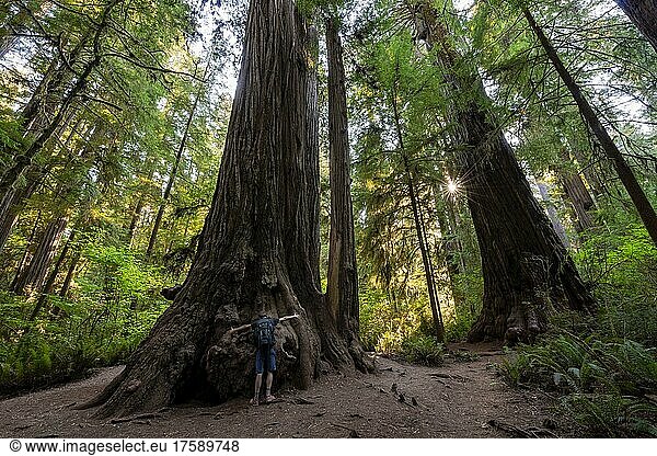 Junger Mann umarmt einen Mammutbaum  Küstenmammutbäume (Sequoia sempervirens)  Wald mit Farnen und dichter Vegetation  Sonnenstern  Jedediah Smith Redwoods State Park  Simpson-Reed Trail  Kalifornien  USA  Nordamerika