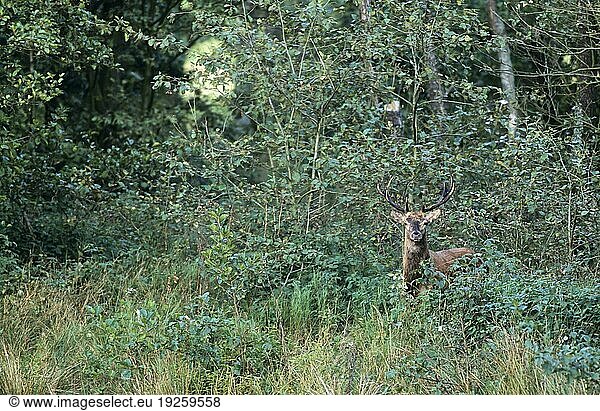 Junger Rothirsch (Cervus elaphus) am Rand einer Suhle (Rotwild)  Young Red Deer stag next to a wallow
