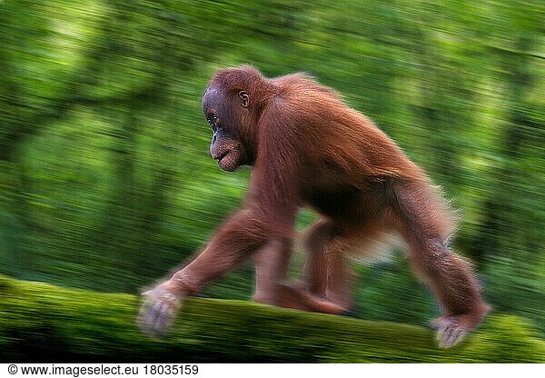 Junger Sumatra-Orang-Utan  laufend (Pongo pygmaeus abelii)  Sumatra-Orang-Utan  Jungtier  rennend  Südostasien  Tiere  seitlich  side  laufen  Querformat  horizontal  Säugetiere  Affen  Primaten  Menschenaffen  Bewegungsunscharf  blurred_motion