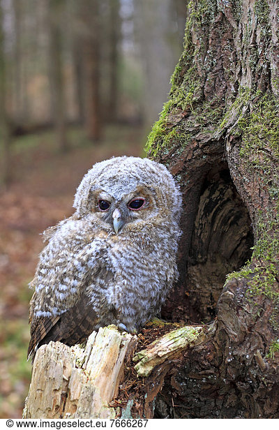 Junger Waldkauz (Strix aluco) sitzt vor einer Baumhöhle