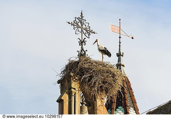 Junger Weißstorch (Ciconia ciconia) auf einem Giebel von einem Kirchendach  Eguisheim  Elsass  Frankreich  Europa