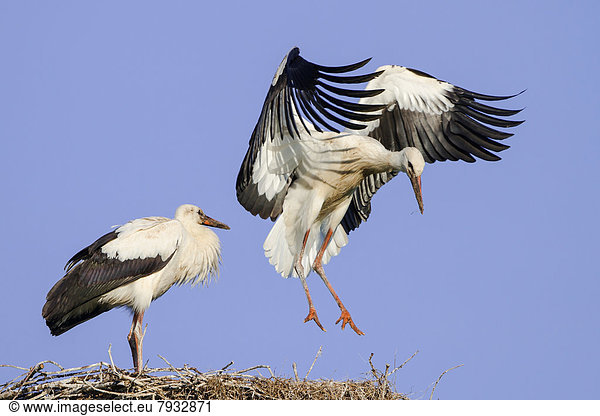 Junger Weißstorch (Ciconia ciconia) bei Flugübung auf dem Nest