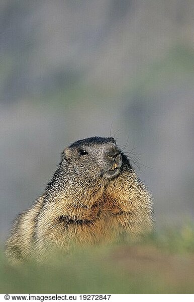 Junges Alpenmurmeltier (Marmota marmota) beobachtet wachsam die Umgebung (Murmeltier)  Young Alpine Marmot observing alert the environment