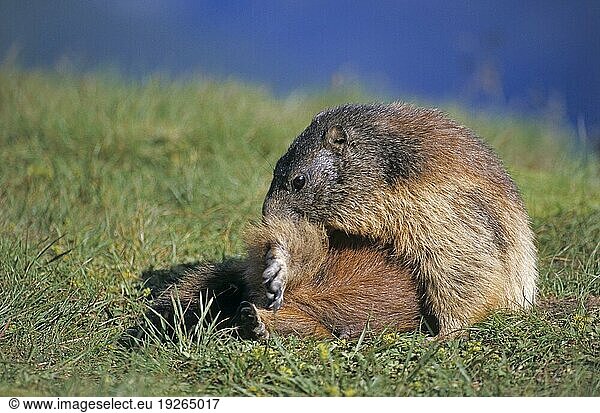 Junges Alpenmurmeltier (Marmota marmota) betreibt Fellpflege (Murmeltier)  Young Alpine Marmot grooming