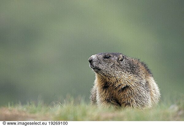 Junges Alpenmurmeltier (Marmota marmota) äugt wachsam auf einer Almwiese (Murmeltier)  Young Alpine Marmot watching alert in an Alpine meadow